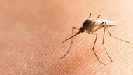 Ketahui Daur Hidup Nyamuk Lengkap dengan Penjelasannya