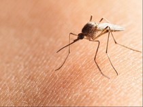 Indonesia Masih Tunggu Hasil Uji Klinis Vaksin Malaria di Thailand