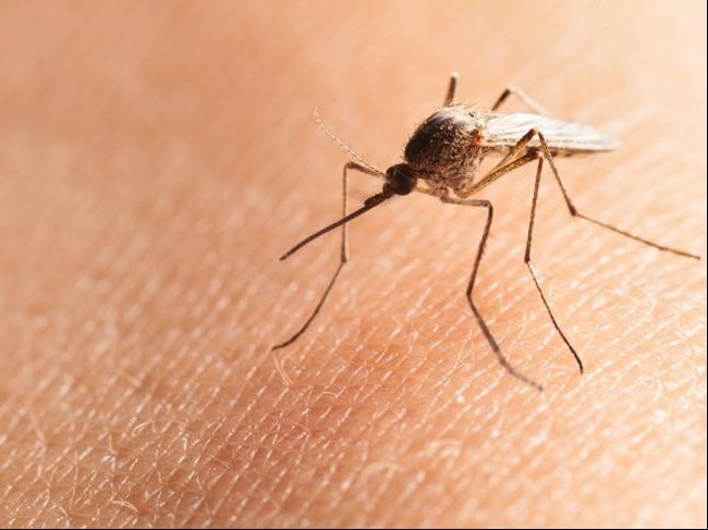 5 Cara Tak Biasa Untuk Hindari Gigitan Nyamuk