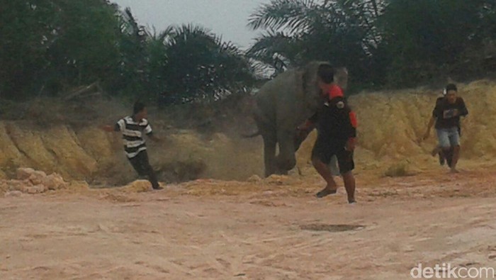 Ini Wujud Gajah Liar yang Nyasar Masuk Kota Pekanbaru