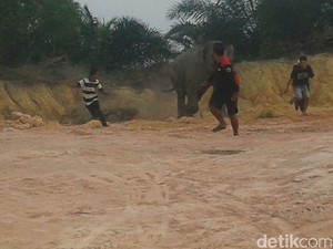 Ini Wujud Gajah Liar yang Nyasar Masuk Kota Pekanbaru