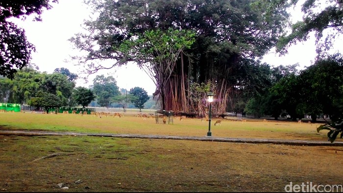 Kemarau Panjang Bogor Diprediksi Hanya Siklus 5 Tahunan