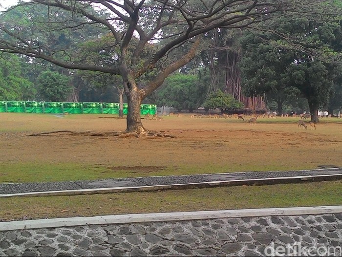 Meski Kembali Diguyur Hujan, Bogor Masih Siaga Kekeringan