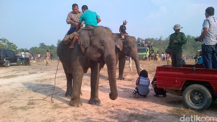 Waduh, Gajah yang Nyasar di Pekanbaru Menghilang setelah Ditembak Bius