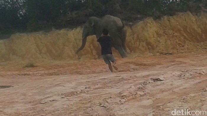 Populasi Berkurang 10 Persen Tiap Tahun, Harimau dan Gajah Sumatera Terancam