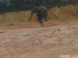 Meski Sudah Ditembak Bius, Gajah Masuk Kota Pekanbaru Belum Bisa Dievakuasi