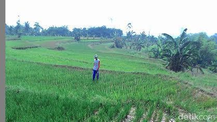 Kekeringan di Bogor Meluas, Pemerintah Suplai Air Bersih ke Warga