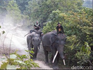 Pembantai Gajah Liar Sumatera di Riau Divonis 2 Tahun 6 Bulan Penjara