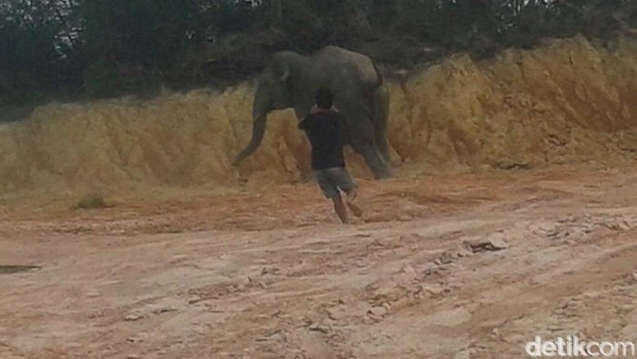 Gajah Liar Mengamuk di Aceh Timur, Puluhan Hektare Kebun Warga Rusak