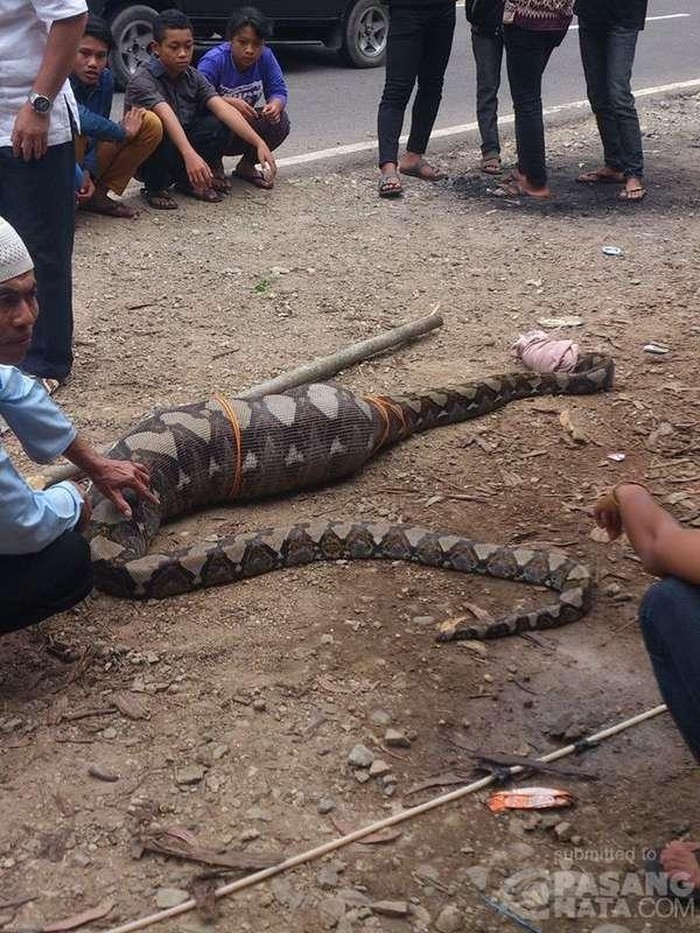 Sehabis Makan Babi Hutan, Ular ini Ditangkap Warga Pacitan