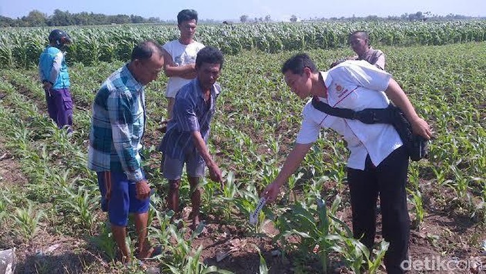 Granat Nanas Ditemukan di Ladang Jagung