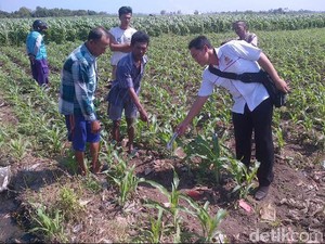 Granat Nanas Ditemukan di Ladang Jagung