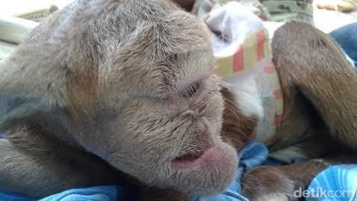 Kambing Bermata Satu Bikin Gempar Banten, ini Penampakannya