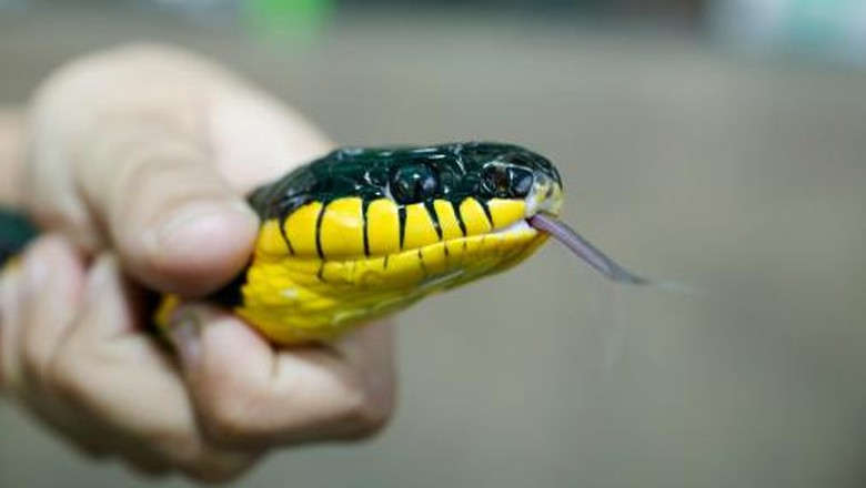 JUDI ONLINE Digigit Ular, Pria India Balas Menggigitnya Hingga Terkoyak