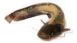 Sederet Fakta tentang Lele si Ikan Berkumis
