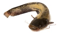 Jumlah spesies ikan lele di Asia Tenggara sekitar 20 jenis, lho. (thinkstock)