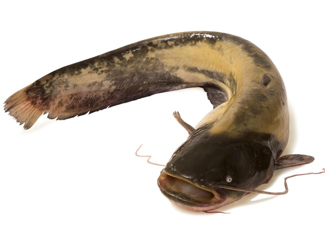 Kakak-Adik Rebutan Ikan Lele dan Fakta Menarik Batang Pisang
