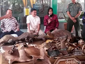 Jual Beli Satwa Liar, Opsetan Kuku Macan Rp 300 Ribu dan Penyu Rp 3 Juta