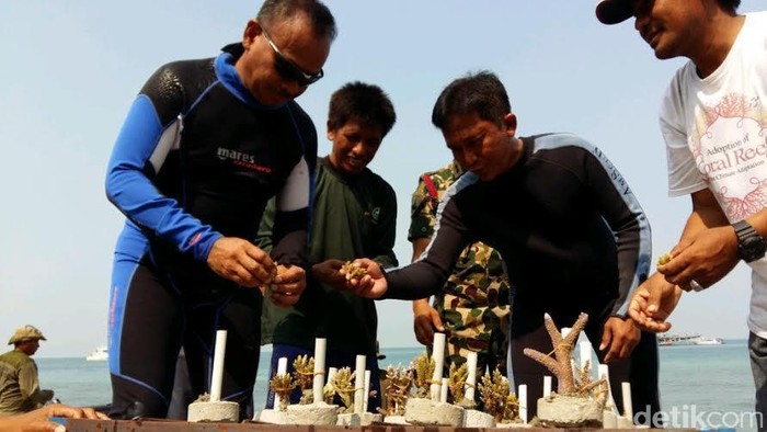 Aksi Dankormar Tanam Terumbu Karang di Pulau Damar