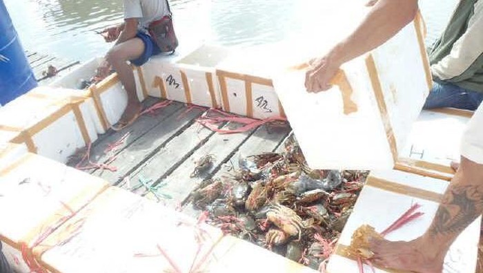 Polisi Gagalkan Penyelundupan Ribuan Kepiting Betina ke Malaysia