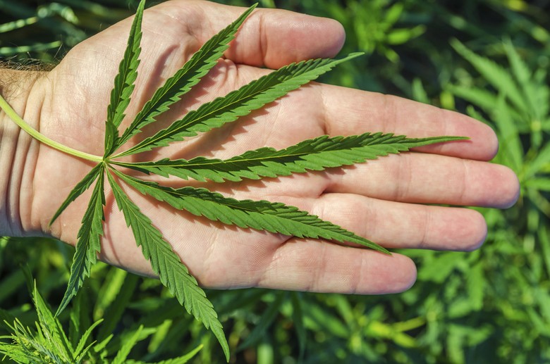 ilustrasi ganja ganja