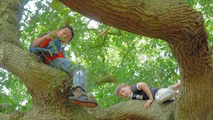 Boys climbing large tree