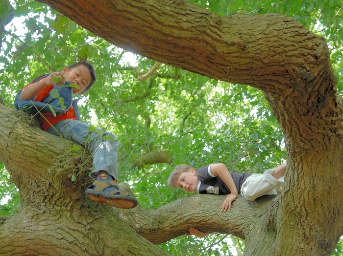 Studi Buktikan Memanjat Pohon Ternyata Bagus untuk Otak