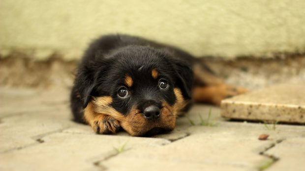 ilustrasi anak anjing.