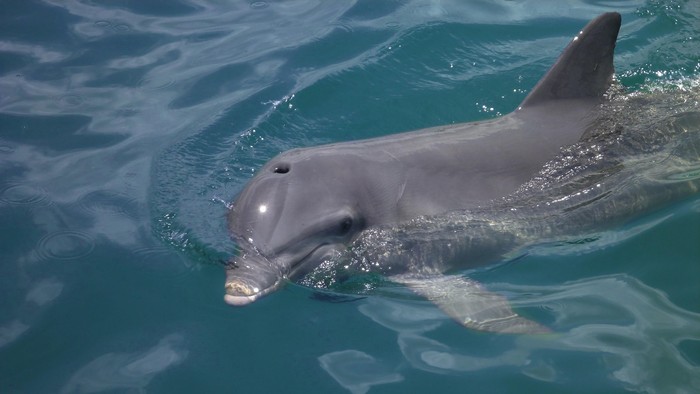 Ada-ada Saja, Wanita Ini Ingin Melahirkan Didampingi Lumba-lumba