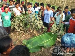 Tanpa Identitas, Ini Ciri-ciri Mayat Wanita Misterius di Karawang