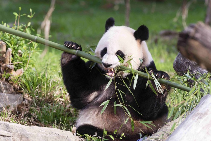 Giant Panda Mei Xiang snacks on bamboo at the Snithsonians National Zoo in Washington, in this handout image taken on April 19, 2015 and obtained on August 10, 2015. The National Zoos giant panda Mei Xiang is showing signs of being pregnant, the Washington zoo said on Monday, in a good development for the endangered species. REUTERS/Connor Mallon/Smithsonians National Zoo/Handout via Reuters