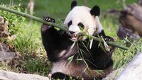 Posisi hewan pemalasan selanjutnya adalah panda raksasa, dimana mereka tidur 10 jam setiap harinya. Saat bangun, mereka pun hanya mengisinya dengan makakn saja. (REUTERS/Connor Mallon/Smithsonians National Zoo/Handout via Reuters)
