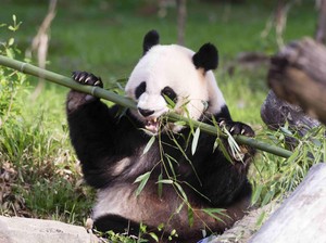Panda Raksasa Langka di AS Tunjukkan Tanda Kehamilan