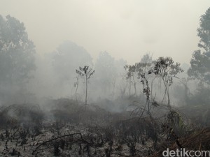 Kebakaran Hutan, Kemenhut: Tak Ada Perlakuan Beda ke Perusahaan Asing
