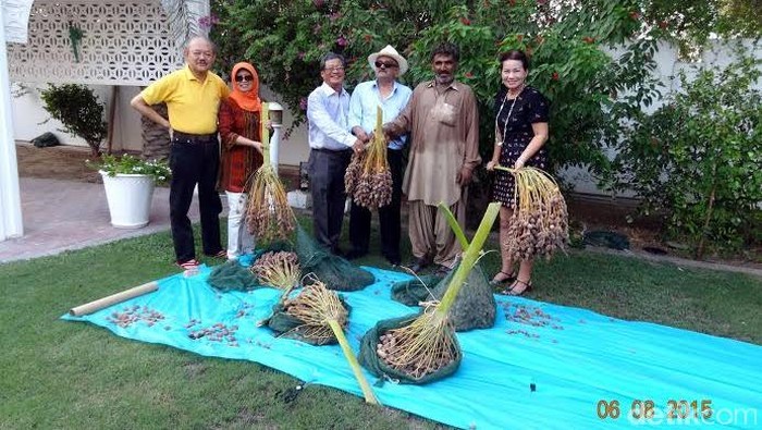 Serunya Panen Kurma di Rumah Dinas Dubes RI untuk Doha