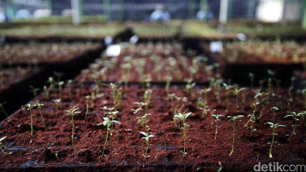 Setelah melewati masa tiga bulan di dalam laboratorium Lab Nursery R&D PT Arara Abadi Sinar Mas Forestry, di Kabupaten Siak, Riau, Selasa (11/8/2015), tanaman yang dianggap baik dan berhasil siap dijadikan bibit unggul yang akan menghijaukan hutan. Bibit-bibit tersebut nantinya akan melewati masa selama tiga bulan lagi di area luar dengan menggunakan media tanam TOP SOIL (lapisan tanah yang dicampur dari tanah gambut dan sabuk kelapa) yang dimasukan ke dalam wadah di mana suhu dan kelembabannya tetap harus selalu dijaga. Proses pembibitan itu setidaknya memakan waktu 6 bulan dan siap untuk ditanam dan menghijaukan  hutan-hutan mereka selama lima tahun ke depan. Rachman Haryanto/detikcom.