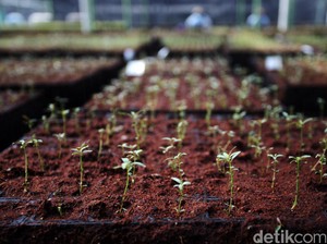 Pohon Asli Babel Punah karena Illegal Logging, Sawit, hingga Timah