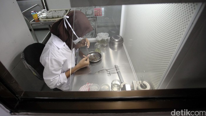 Pekerja melakukan pembibitan varietas unggul dari jenis tanaman lokal yang salah satunya adalah Akasia dan Meranti di laboratorium kultur jaringan, Lab Nursery R&D PT Arara Abadi Sinar Mas Forestry, Kabupaten Siak, Riau, Selasa (11/8/2015). Penyungkupan dilakukan selama 3 bulan di dalam laboratorium dengan media tanam ager-ager di dalam botol kecil yang sudah di sterilkan yang kemudian dicampur dengan beberapa zat dengan dibantu teknologi yang mutakhir agar bibit-bibit tanaman tersebut bisa tumbuh dan berkembang sesuai dengan induknya, bibit unggul. Rachman Haryanto/detikcom.