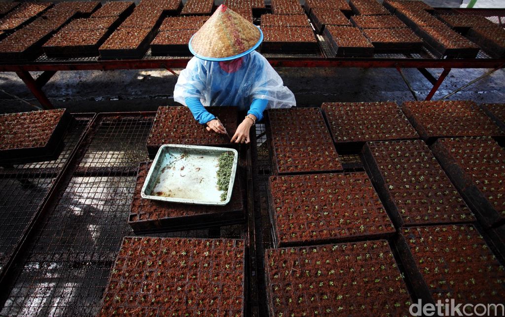 Daging Anjing hingga Rumput, 5 Makanan Atasi Kelaparan di Korea Utara - Halaman 3