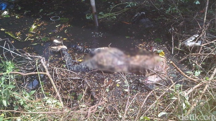 Musarafah, Wanita di Empang Tangerang Dibunuh karena Tagih Utang