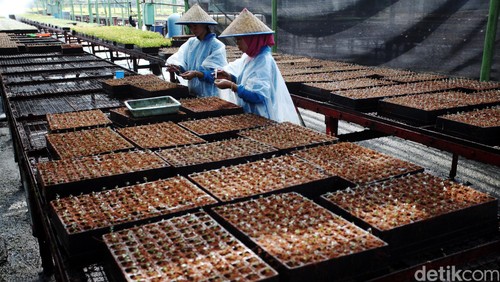 Setelah melewati masa tiga bulan di dalam laboratorium Lab Nursery R&D PT Arara Abadi Sinar Mas Forestry, di Kabupaten Siak, Riau, Selasa (11/8/2015), tanaman yang dianggap baik dan berhasil siap dijadikan bibit unggul yang akan menghijaukan hutan. Bibit-bibit tersebut nantinya akan melewati masa selama tiga bulan lagi di area luar dengan menggunakan media tanam TOP SOIL (lapisan tanah yang dicampur dari tanah gambut dan sabuk kelapa) yang dimasukan ke dalam wadah di mana suhu dan kelembabannya tetap harus selalu dijaga. Proses pembibitan itu setidaknya memakan waktu 6 bulan dan siap untuk ditanam dan menghijaukan  hutan-hutan mereka selama lima tahun ke depan. Rachman Haryanto/detikcom.