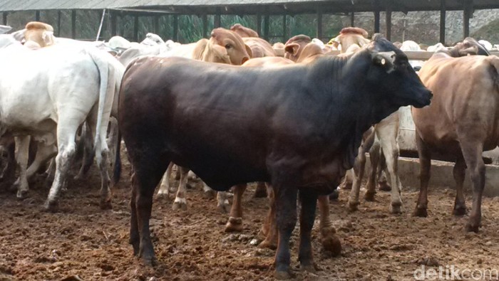 Polisi: Ada 3 Importir yang Powerful Mengendalikan Harga Daging Sapi