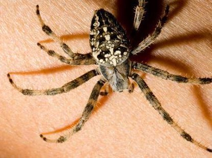 Rasa Takut Berlebih Bisa Membuat Laba-laba Terlihat Lebih Besar