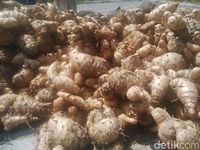 Jokowi Rutin Minum Racikan Kunyit, Jahe dan Temulawak, Ini Manfaat Sehatnya