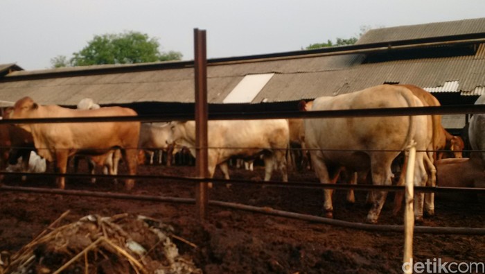 Bareskrim: Perpres 71/2015 Lemahkan Pengusutan Kasus Penimbunan Sapi