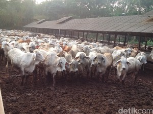 Stok Sapi Pasuruan Aman Saat Idul Adha