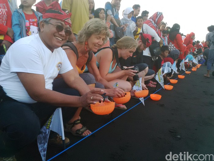 Peringatan HUT RI, Warga Banyuwangi dan Turis Bule Lepas 70 Tukik