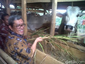 Aher Sambangi Peternak Sapi Rakyat Rumahan di Cibiru