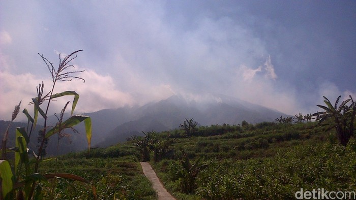Kebakaran di Merbabu Padam, 60 Ha Hutan Hangus