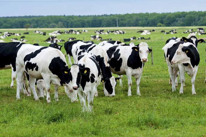 herd of cows in the pasture
